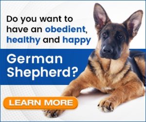 German Shepherd Owners Guide