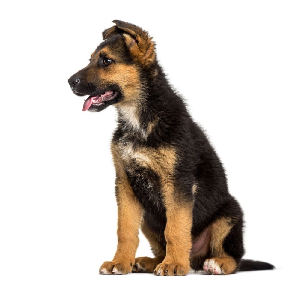 german-shepherd-puppy-3-months-old-sitting-7npf8lj-german-shepherds-owner