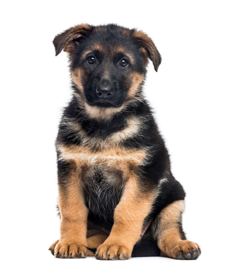 puppy-german-shepherd-dog-sitting-2-months-old-XQTCMDY | German ...