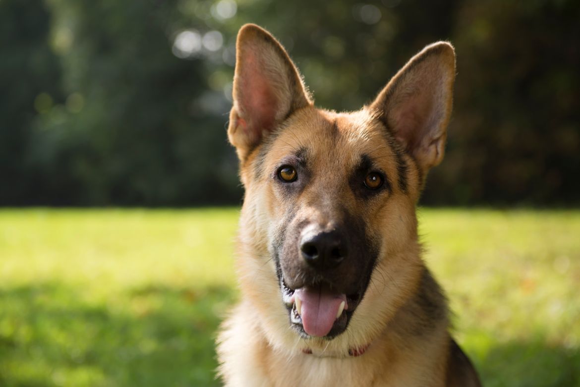 Why are German Shepherds called Alsatians?