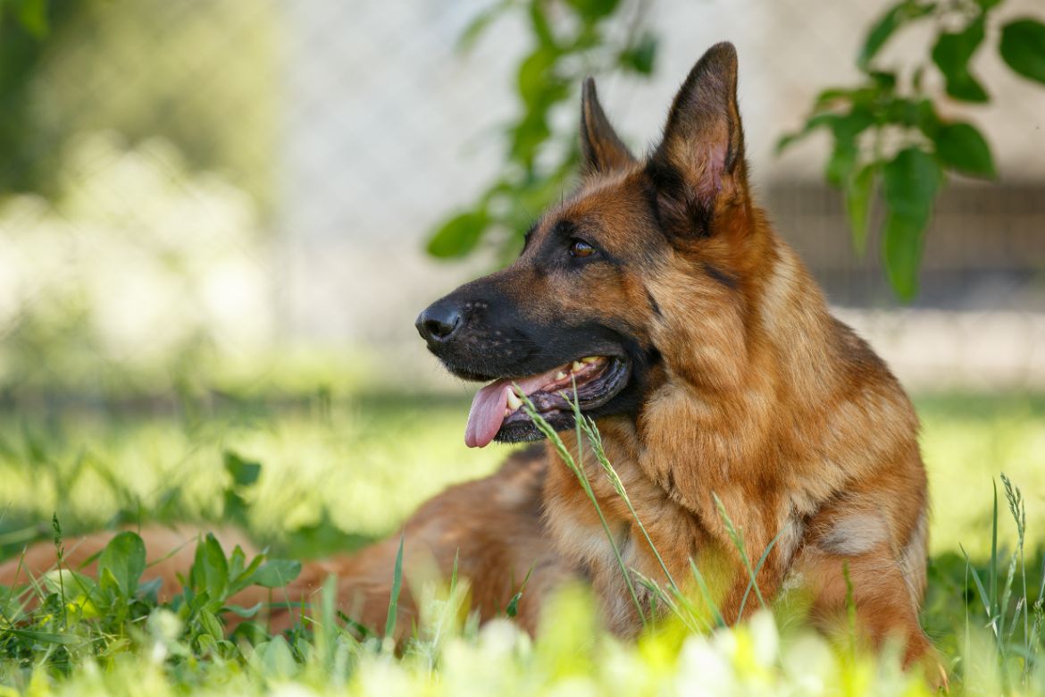 Why is my German Shepherd so calm?