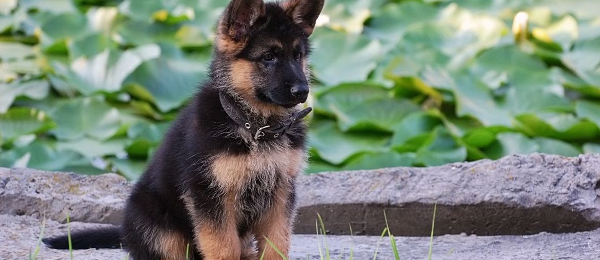 German Shepherd puppy