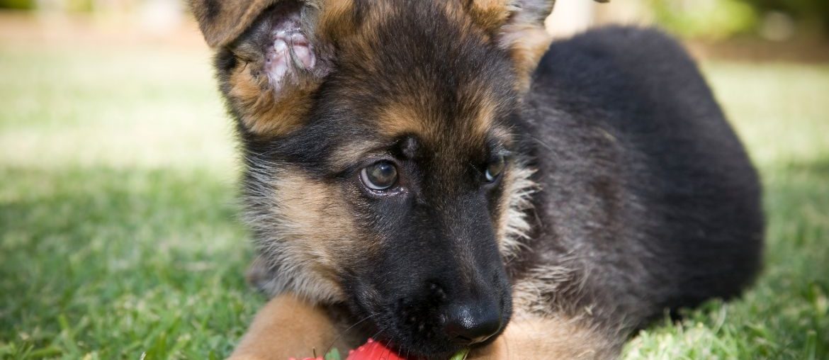 German Shepherd with toy