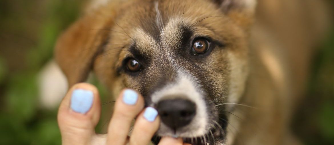 German Shepherd nibbling on foot