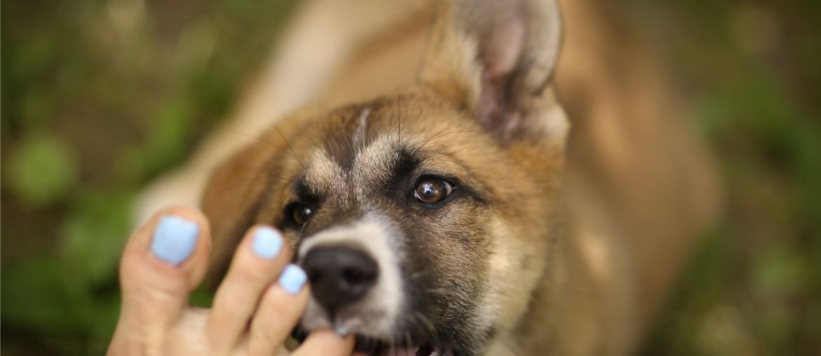 German Shepherd licking feet