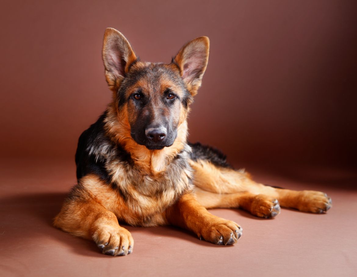 german shepherd small dog