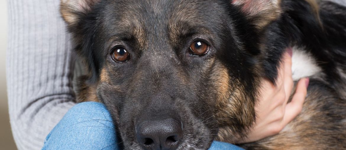 German Shepherd sitting on owner