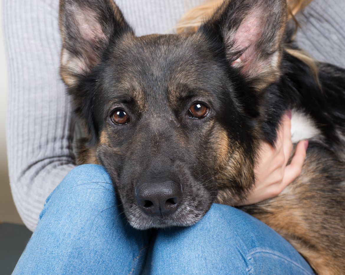 ganz german shepherd