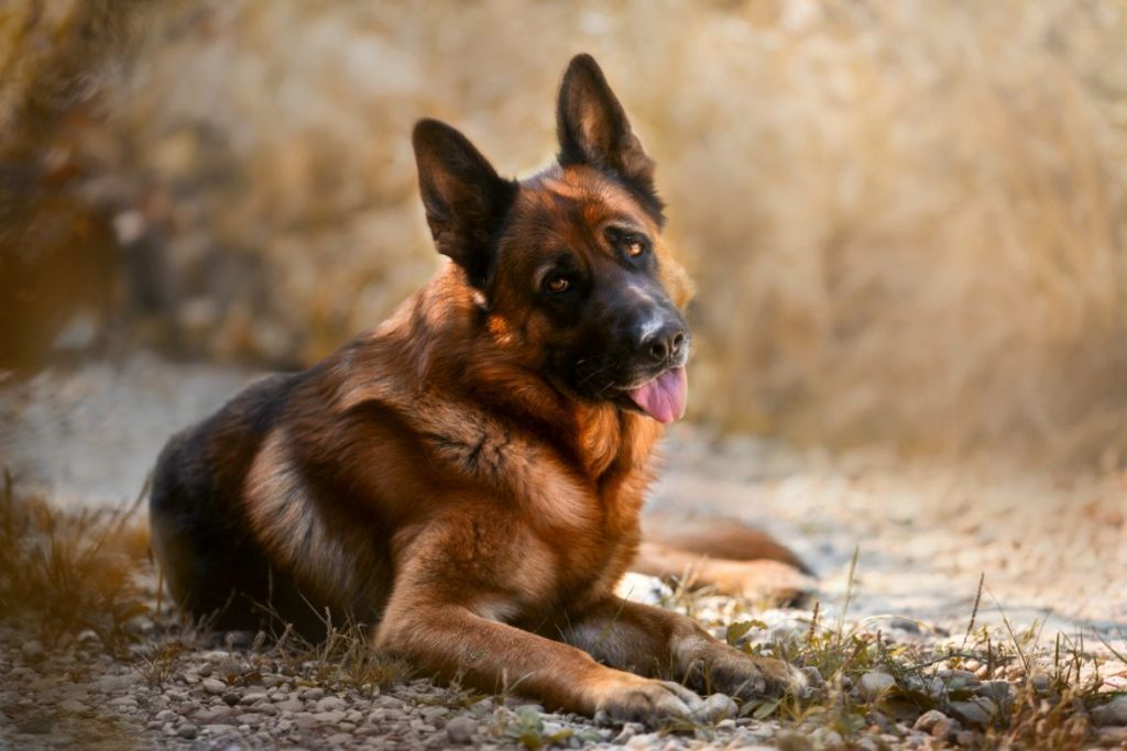 Are German Shepherds Affectionate?