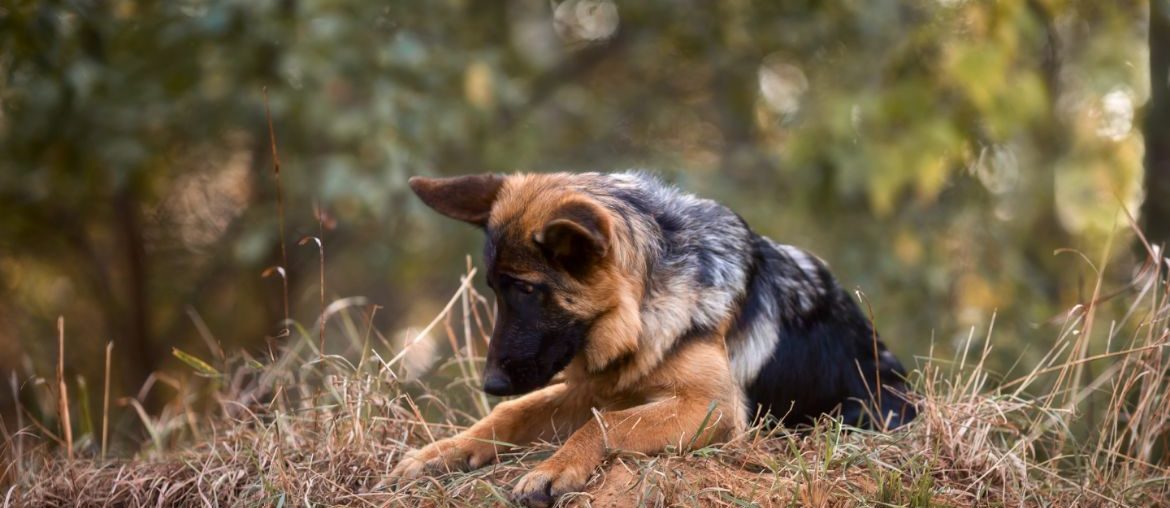 German Shepherd looking at ground