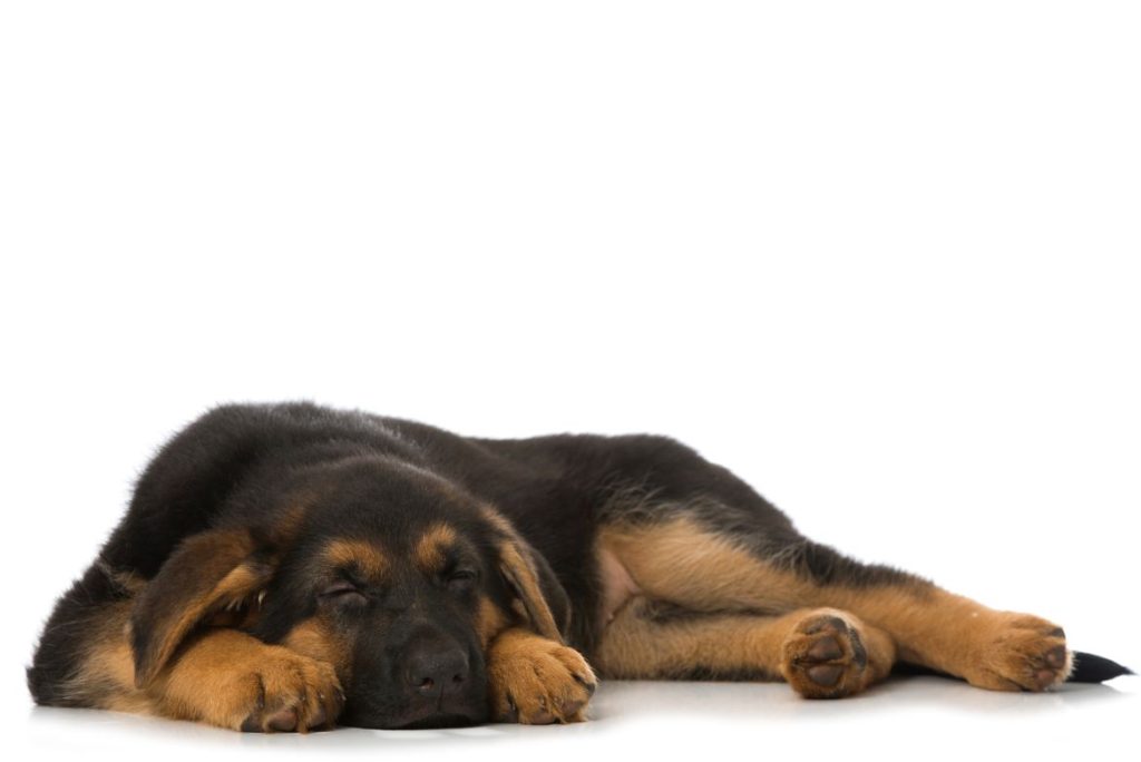 Sleeping German Shepherd puppy