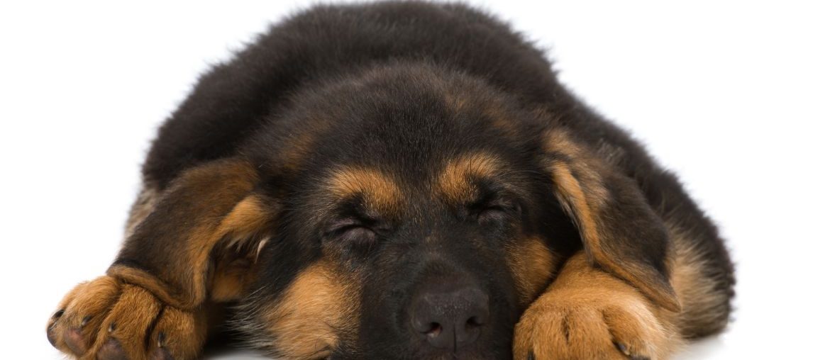 Sleeping German Shepherd puppy