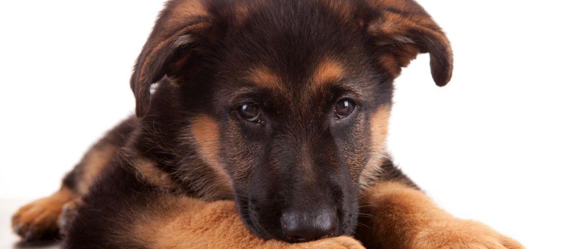 German Shepherd puppy