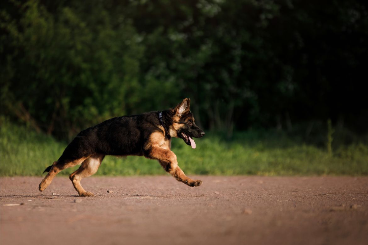 How much to exercise your German Shepherd