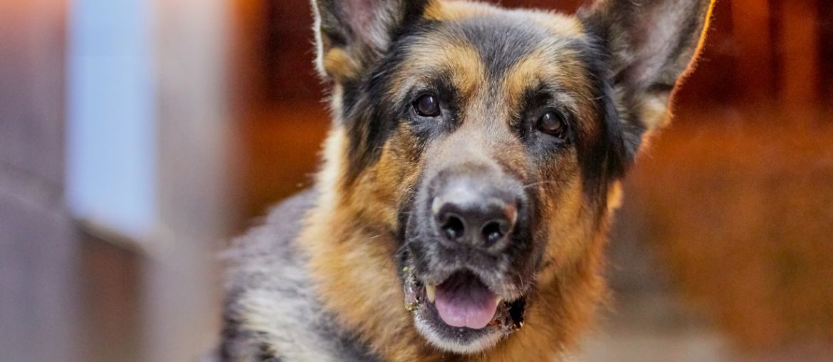 German Shepherd at night