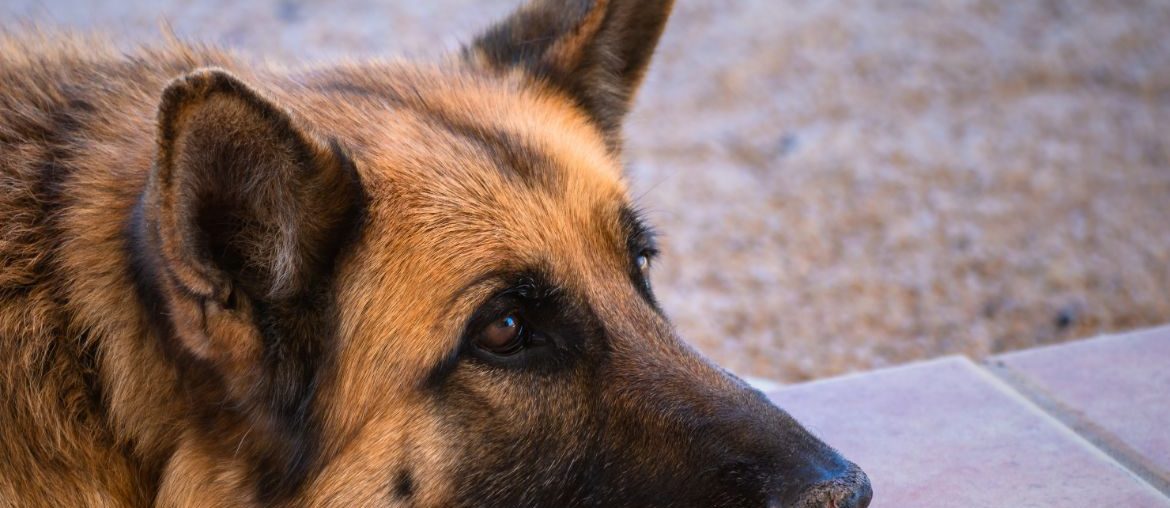 Lazy German Shepherd