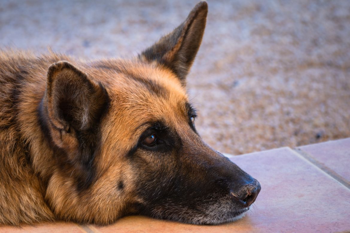 lazy german shepherd