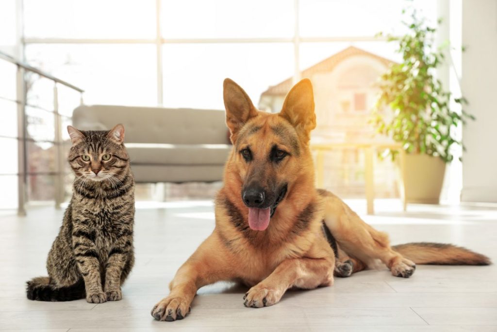 are-german-shepherds-good-with-cats