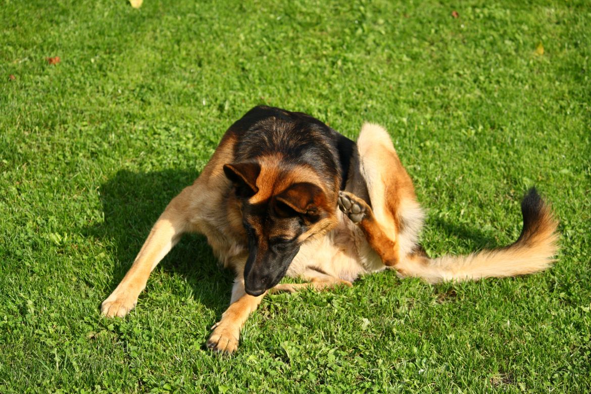 Why does my German Shepherd keep itching itself?