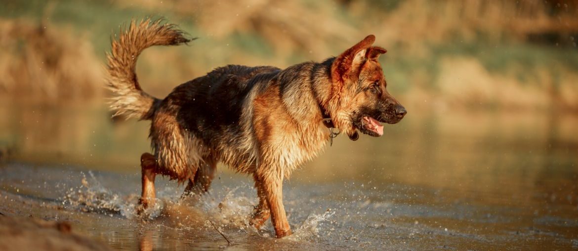 German Shepherd in water