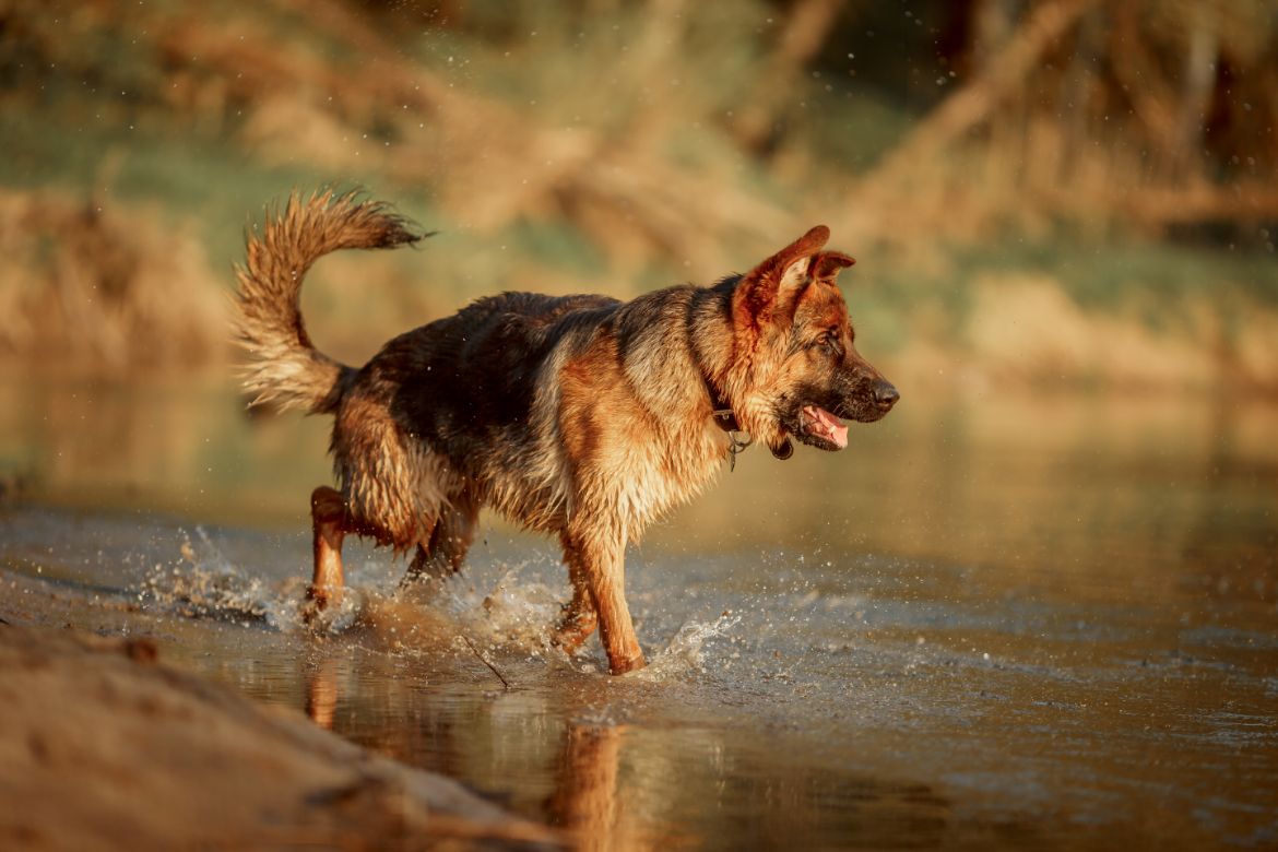 Why Your German Shepherd Doesn't Like Water