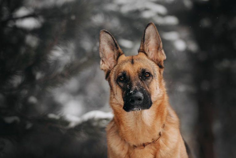 Why your German Shepherd stares at you