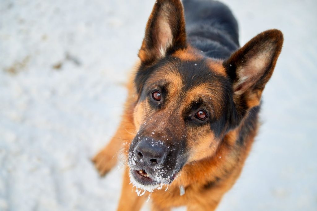 Why Does My German Shepherd Walk In Front Of Me?