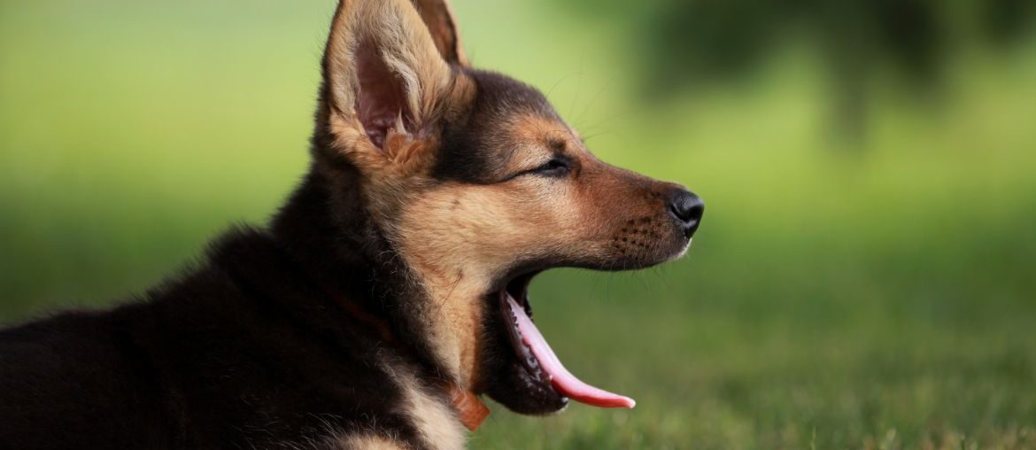 German Shepherd puppy yawning