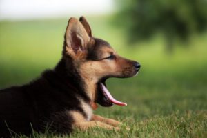 German Shepherd puppy yawning