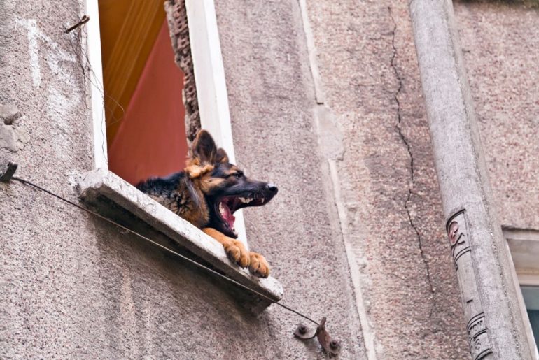 German Shepherd barking out window