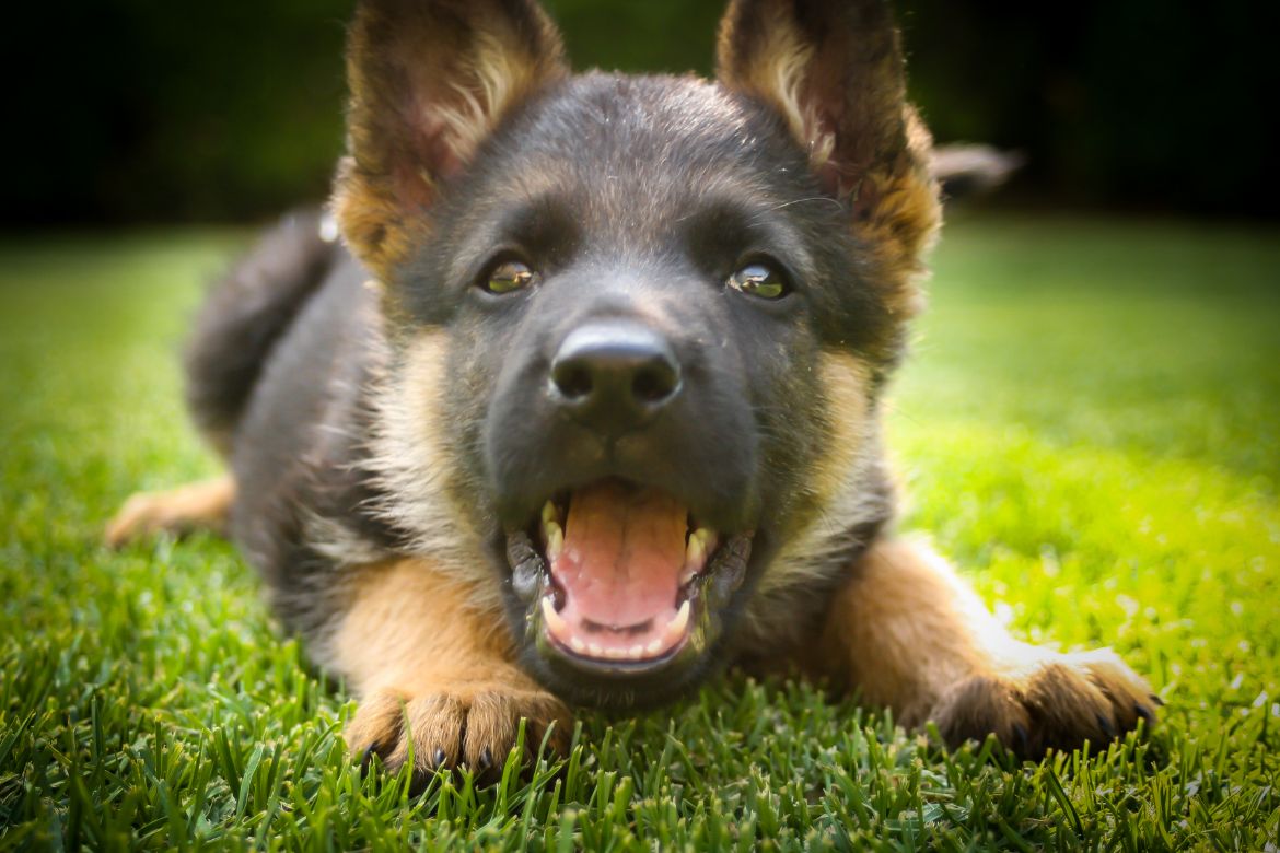 german shepherd puppies barking