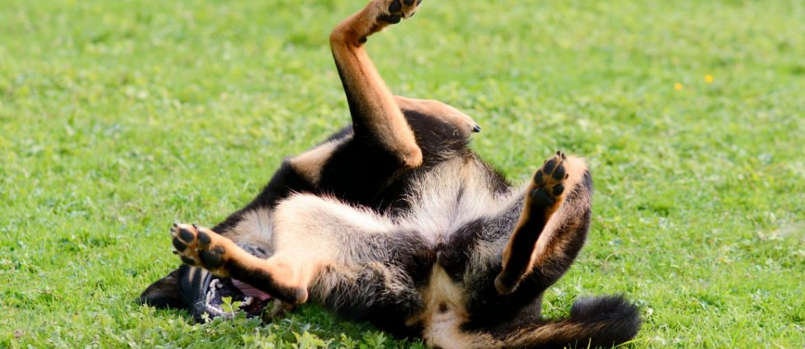 German Shepherd rolling in grass