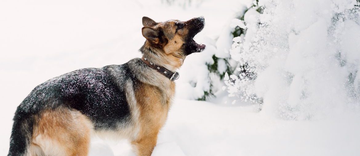 Barking German Shepherd