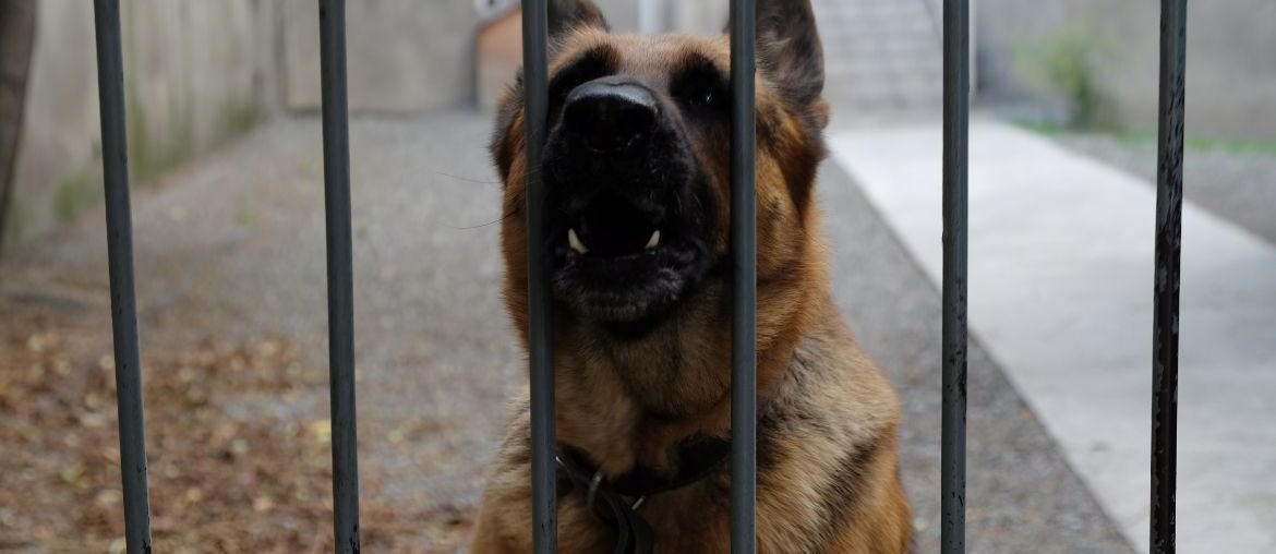 German Shepherd by fence