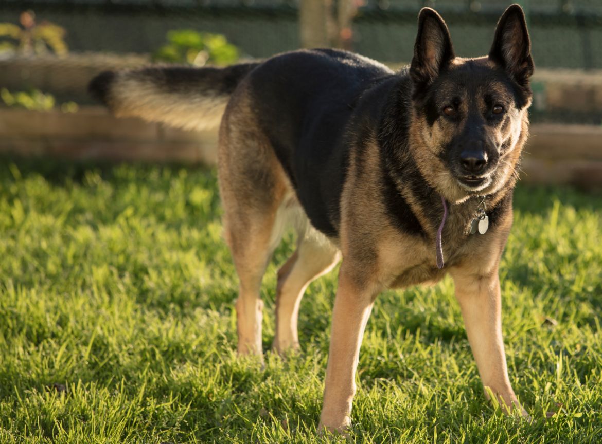 Are German Shepherds Aggressive A Former Prison Service German