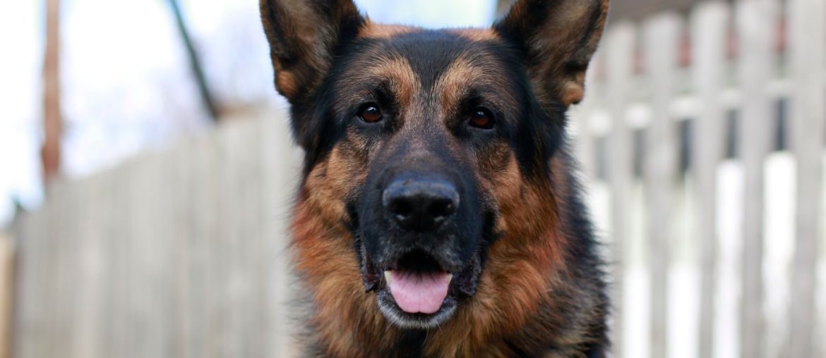 German Shepherd