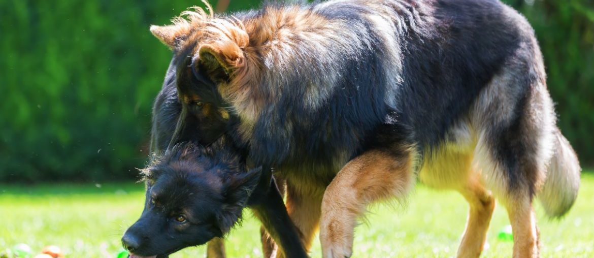 German Shepherd fighting with dog