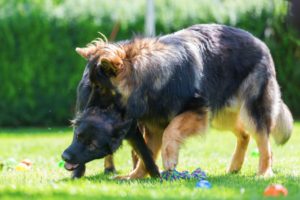German Shepherd fighting with dog