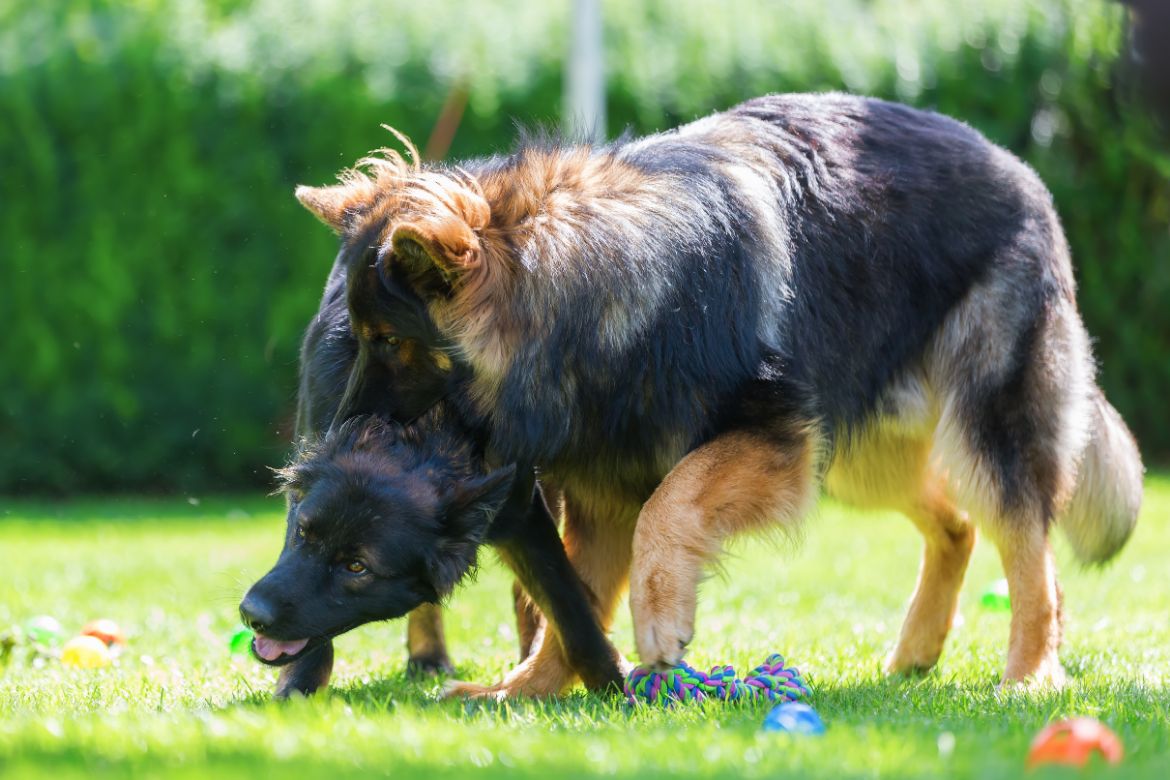 Why Your German Shepherd Attacks Other Dogs