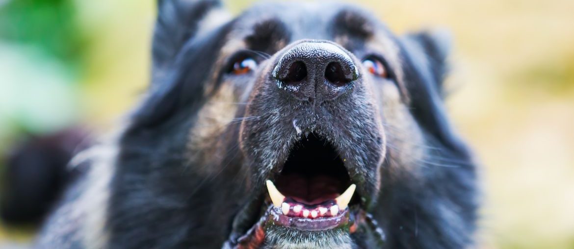 Barking German Shepherd