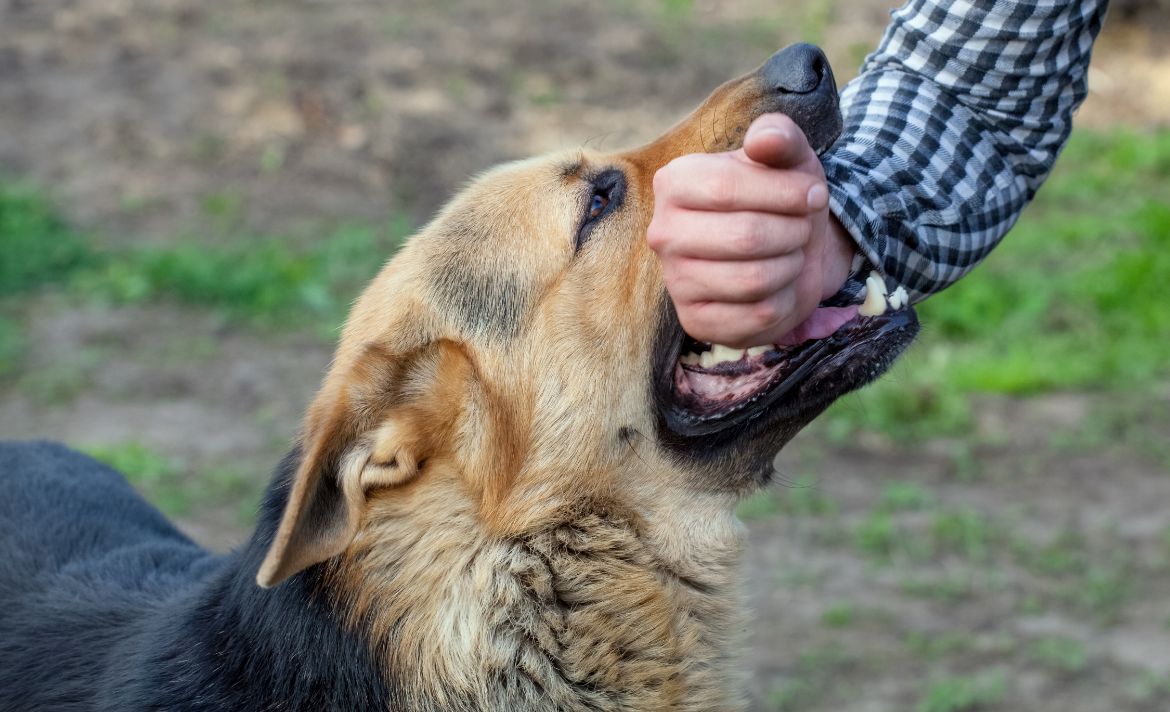 A German shepherd biting a man's arm