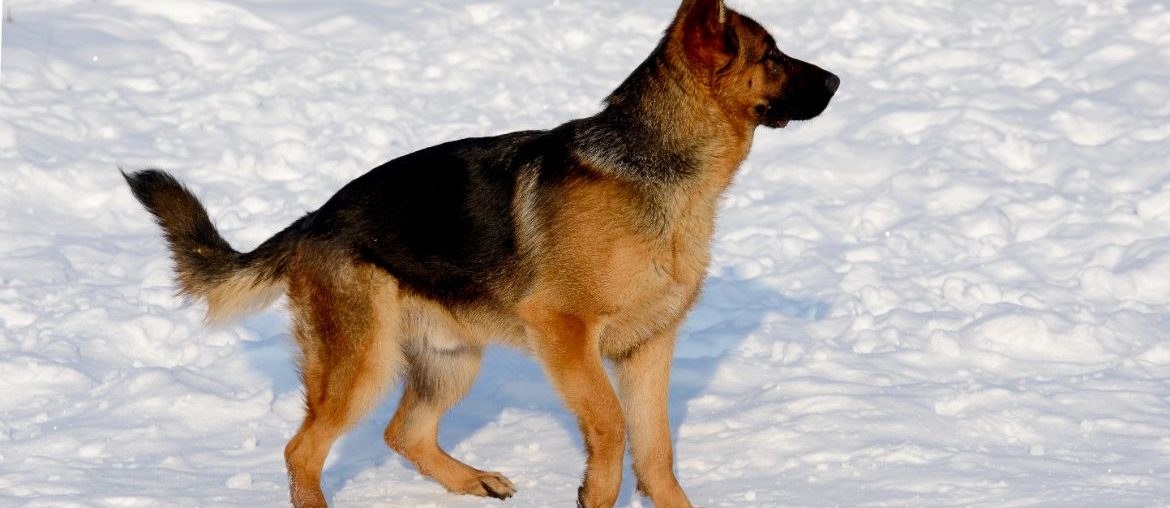 German Shepherd