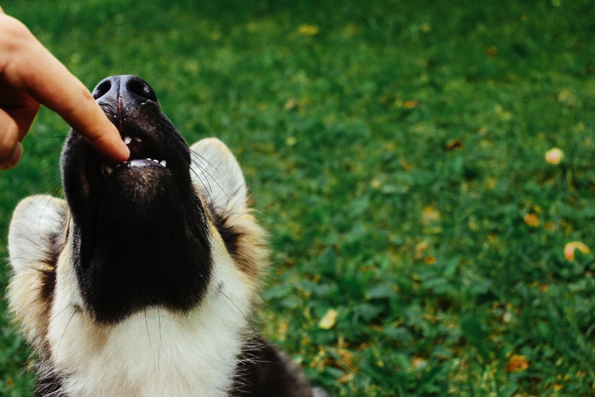 german shepherd puppy biting